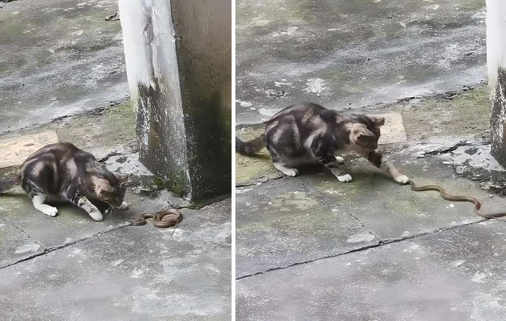 Adu lincah kucing vs ular saat berduel.