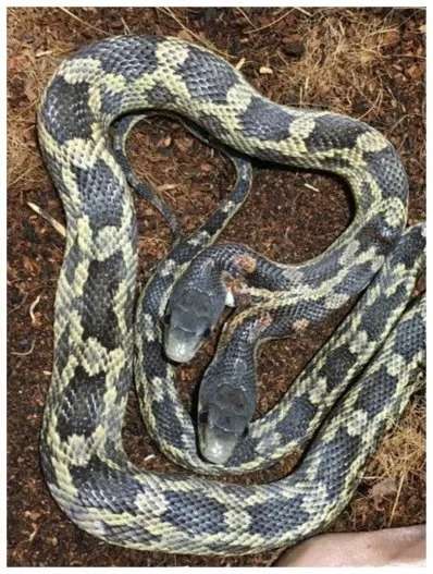 Sangat Langka! Begini Penampakan Ular Kepala Dua Dipajang di Kebun Binatang