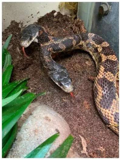 Sangat Langka! Begini Penampakan Ular Kepala Dua Dipajang di Kebun Binatang