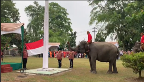 gajah pengibar bendera
