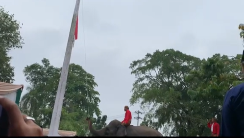 gajah pengibar bendera
