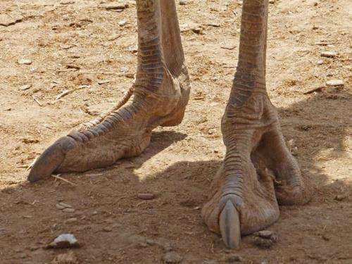 Suku di Afrika dilahirkan dengan kaki mirip burung unta.