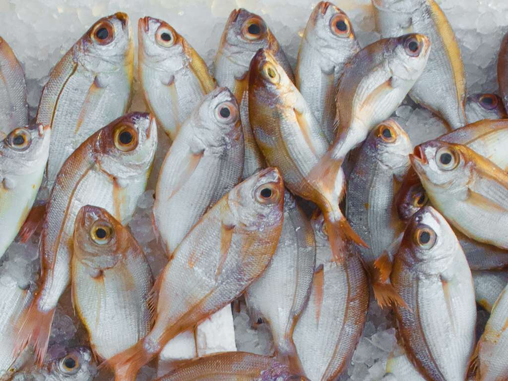 Ikan segar