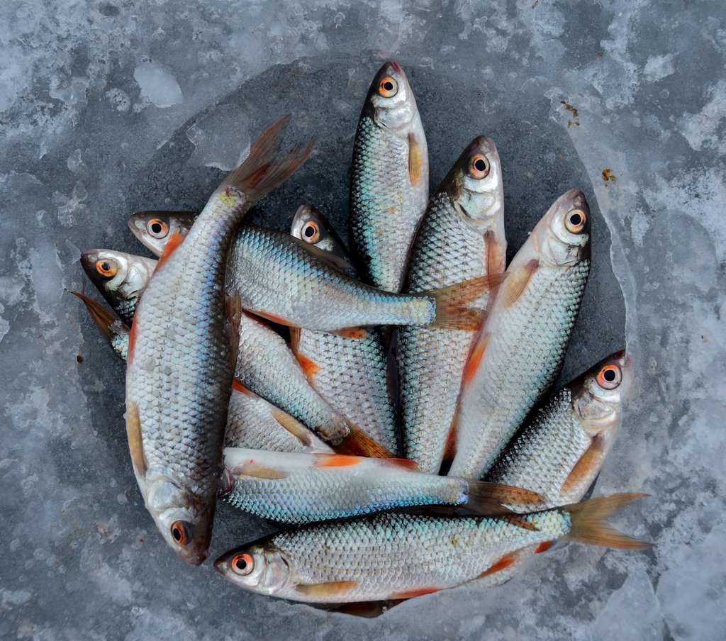 Ikan segar