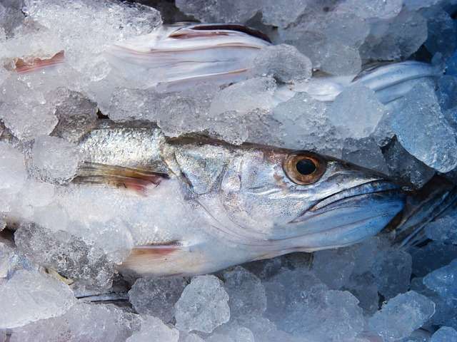 ikan