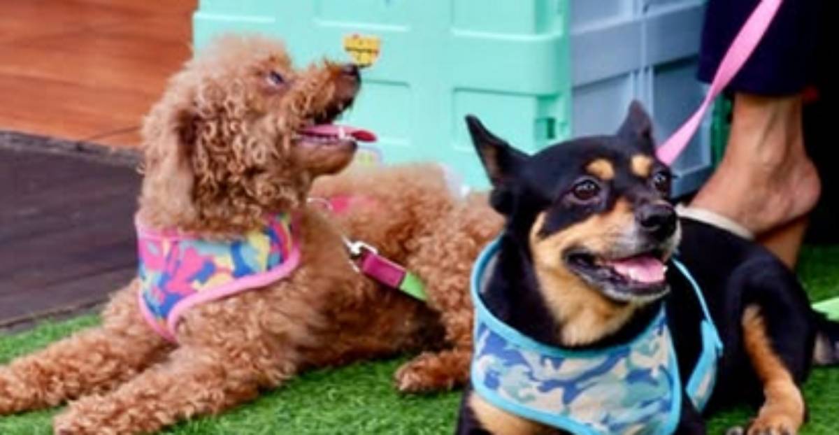 Bekasi Dog Lovers Bekasi Dog Lovers