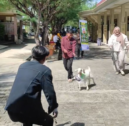 Lulus sidang skripsi dapat hadiah kambing dan ayam