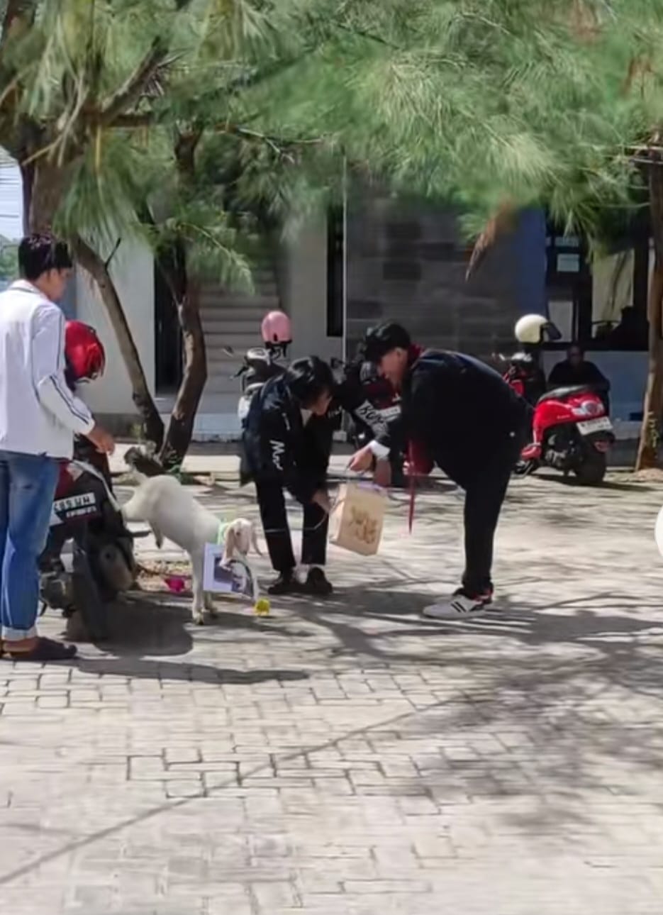 Lulus sidang skripsi dapat hadiah kambing dan ayam