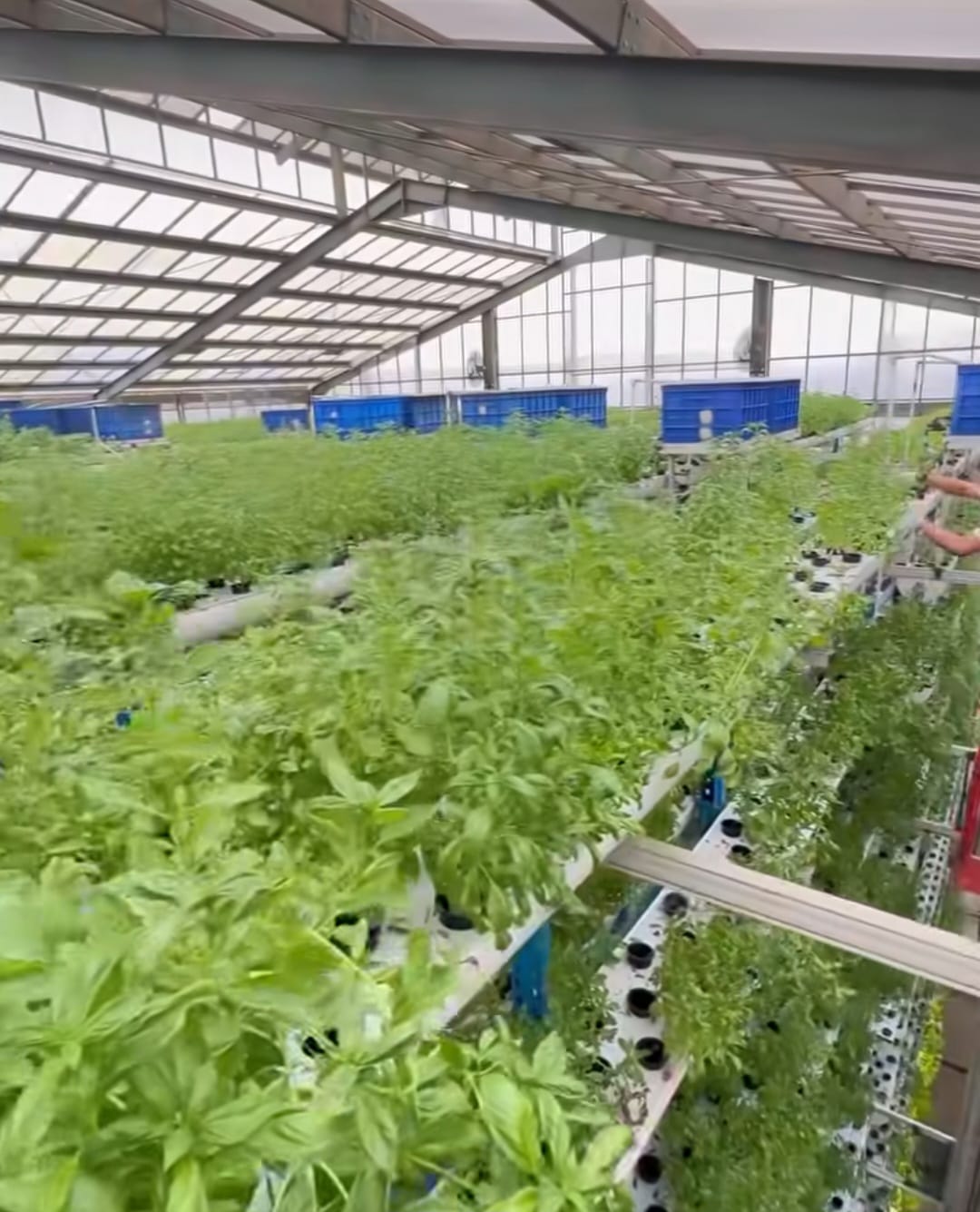 Ladang Farm, vertical farm tertinggi di Indonesia