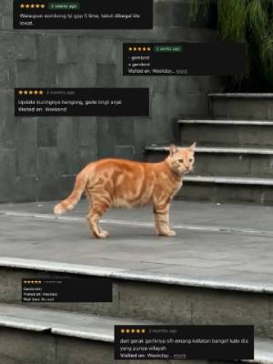 Viral Kucing Oren Jadi Wisata Baru di Jalan Sudirman Jakarta