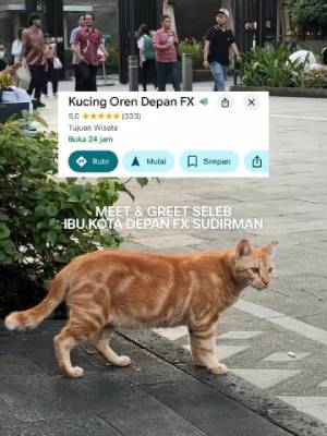 Viral Kucing Oren Jadi Wisata Baru di Jalan Sudirman Jakarta