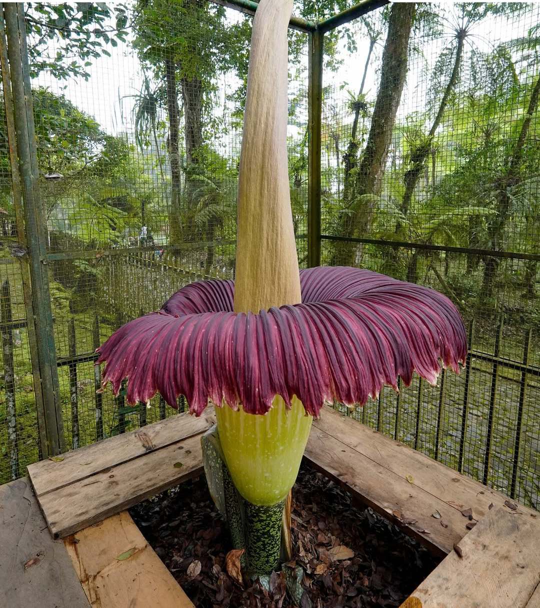 Bunga Bangkai di Kebun Raya