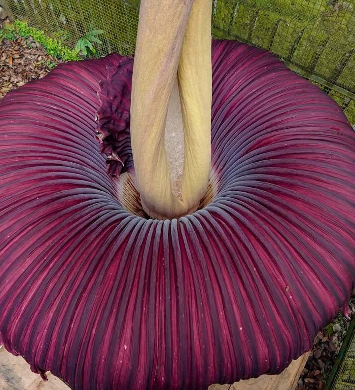 Bunga Bangkai di Kebun Raya