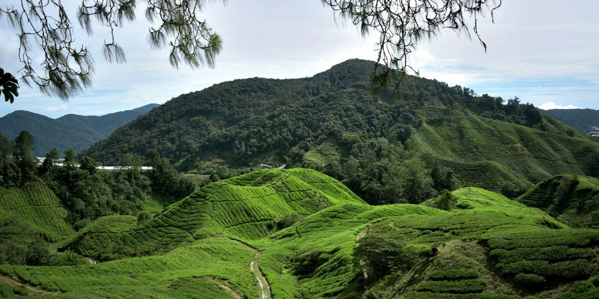 Cameron Highlands (Malaysia)