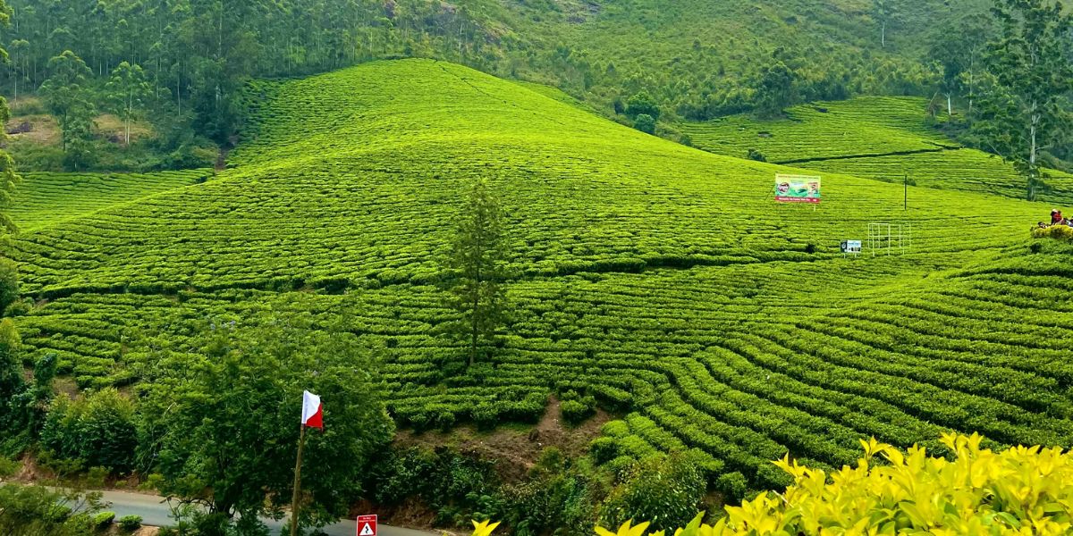Munnar (India)