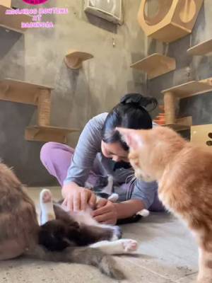 YASUKOSA, Komunitas Pecinta Satwa Aktif Jalani Kegiatan Sosial Untuk Hewan Jalanan YASUKOSA, Komunitas Pecinta Satwa Aktif Jalani Kegiatan Sosial Untuk Hewan Jalanan