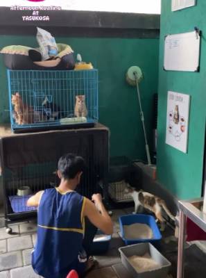 YASUKOSA, Komunitas Pecinta Satwa Aktif Jalani Kegiatan Sosial Untuk Hewan Jalanan YASUKOSA, Komunitas Pecinta Satwa Aktif Jalani Kegiatan Sosial Untuk Hewan Jalanan