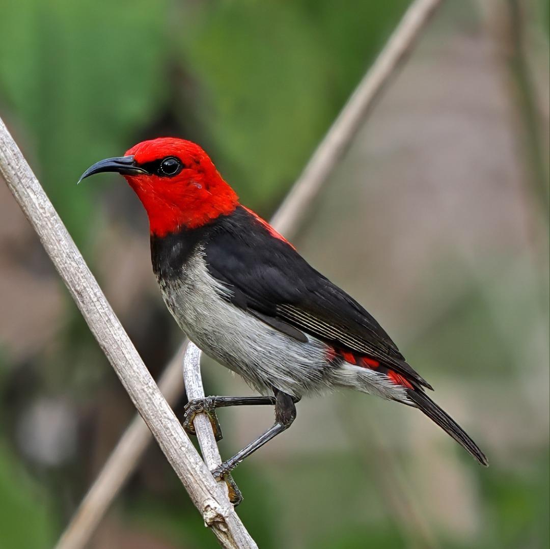 Komunitas Burung Indonesia Komunitas Burung Indonesia