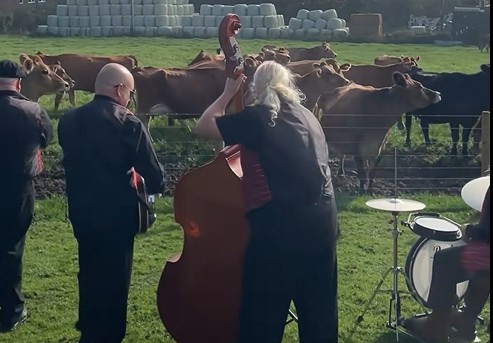 Sapi dihibur dengan musik Jazz