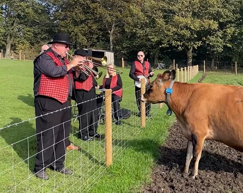 Sapi dihibur dengan musik Jazz