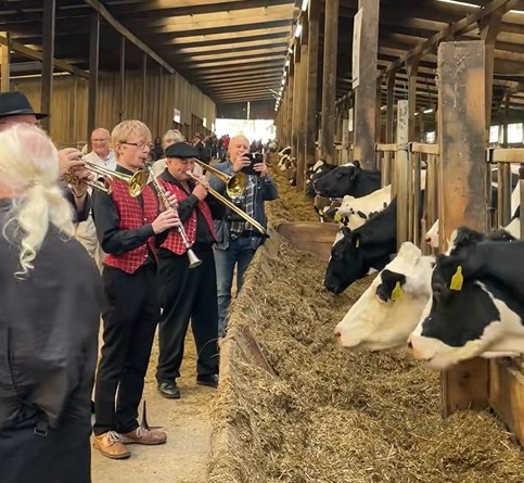 Sapi dihibur dengan musik Jazz