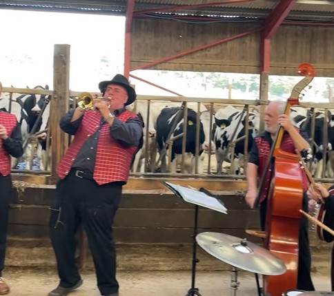 Sapi dihibur dengan musik Jazz