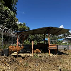 Sekolah di Nabire Sulap Pekarangan Jadi Perkebunan Demi Perkuat Ketahanan Pangan Lokal Sekolah di Nabire Sulap Pekarangan Jadi Perkebunan Demi Perkuat Ketahanan Pangan Lokal