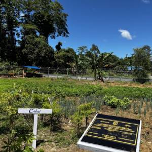 Sekolah di Nabire Sulap Pekarangan Jadi Perkebunan Demi Perkuat Ketahanan Pangan Lokal Sekolah di Nabire Sulap Pekarangan Jadi Perkebunan Demi Perkuat Ketahanan Pangan Lokal