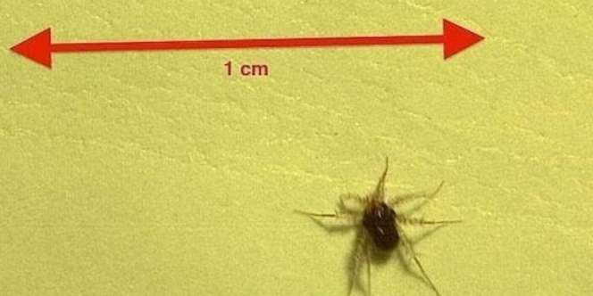 Hewan Tercepat di Dunia, Bisa Berlari 2.092 Km/Jam