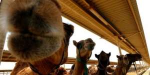 Foto Jual-Beli Unta di Tengah Wabah MERS