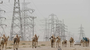 Unik, Unta `Sopiri` Mobil Ringsek