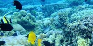 Jeddah Akan Boyong Taman Laut Pertama ke `Daratan`