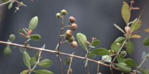 Pohon Obat Andalan Nabi Muhammad