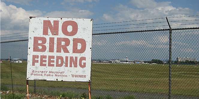Cara Unik Pengelola Bandara Tangkal `Serangan` Burung