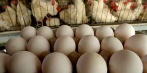 Eropa Boikot Daging dan Telur Israel