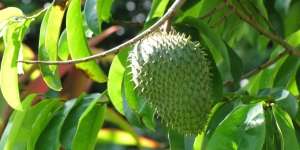 Bunuh Kanker dengan Daun Sirsak