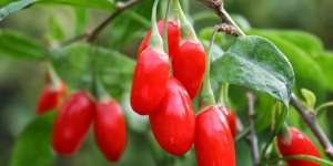 `Gojiberry`, Si Merah Penuh Khasiat