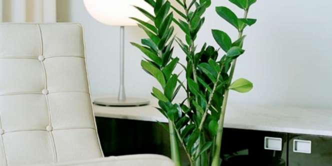 Tanaman Pembangkit Semangat Saat Bekerja