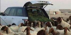 Mobil Rp 3 Miliar Jadi `Gerobak` Kambing, Pabriknya Murka