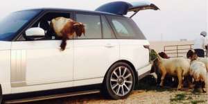 Mobil Rp 3 Miliar Jadi `Gerobak` Kambing di Saudi