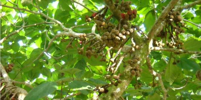 Perempuan Ini Raih Berkah Berjualan 'Buah Surga'