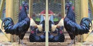 Ayam `Lamborghini` Khas Indonesia Laku Rp 29 Juta di Inggris