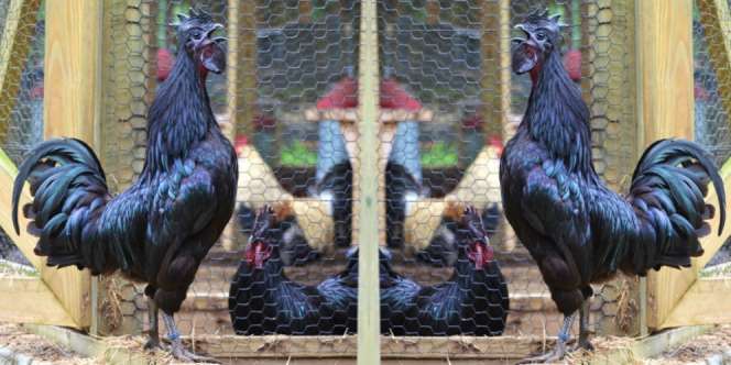 Ayam `Lamborghini` Khas Indonesia Laku Rp 29 Juta di Inggris