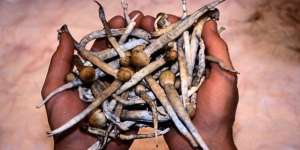 Kecanduan Rokok Bisa Hilang Pakai Jamur Ajaib Ini