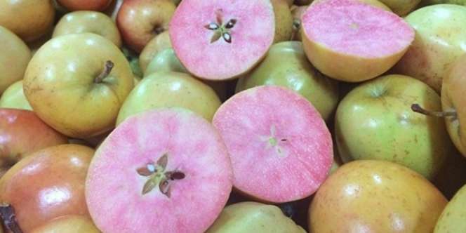 `Surprize`, Apel Pink Idola Baru Inggris