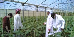 Booming Pertanian Tanpa Racun Landa Saudi
