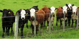 Selamatkan Hewan Kurban Betina lewat ACT Wakaf Qurban