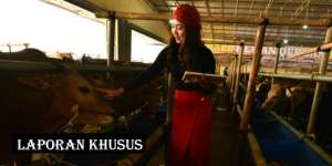 Qurban (4): Showroom Sapi SPG Cantik