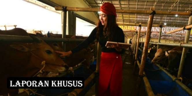 Qurban (4): Showroom Sapi SPG Cantik