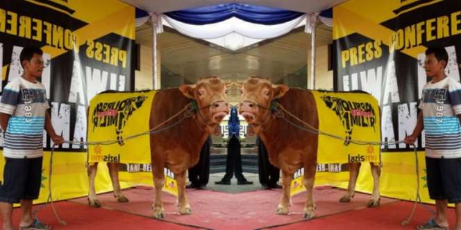Kurban Rp 1 Miliar, Extra Joss Gandeng LazizMU